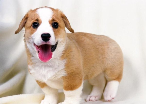 创元网配资 狗狗刚到家必查身体，省心省钱，健康秘诀大公开