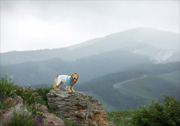 金牛股配资 强行给狗穿衣等于虐待？