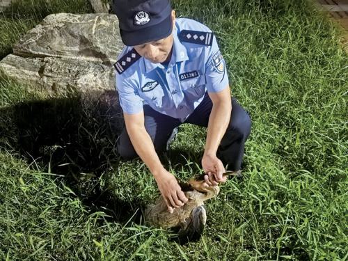 金领速配 国家二级保护动物草鹭受伤济南多方联动妥善救治